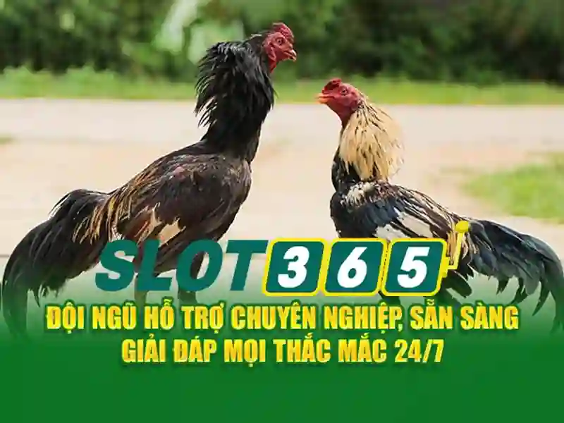 Slot365: Cổng game slot trực tuyến tin cậy