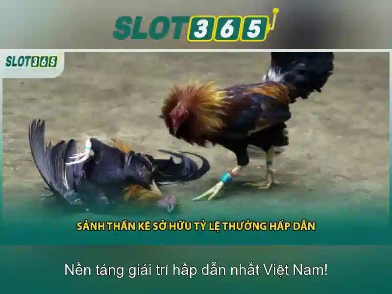 Khuyến mãi và chương trình thưởng