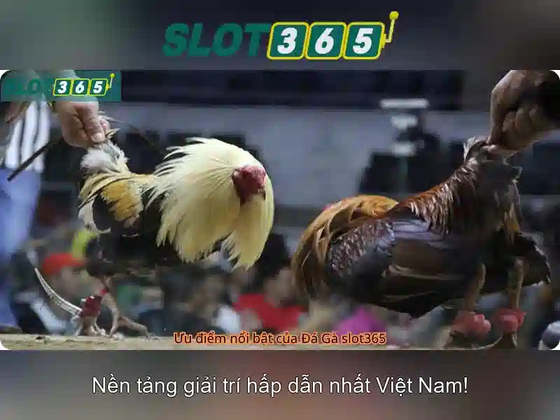 Slot365 - Nền tảng giải trí khe cắm trực tuyến