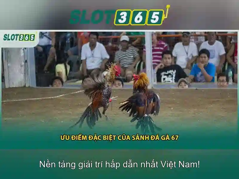 Hướng dẫn tham gia và thưởng