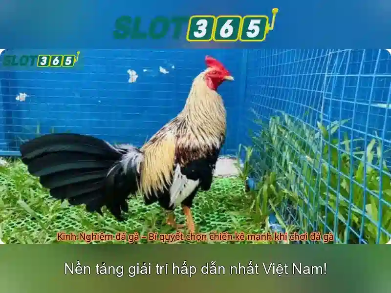 Slot365 - Trải nghiệm slot trực tuyến an toàn và tiện lợi