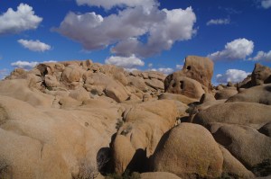 Joshua Tree - USA - Californie - California